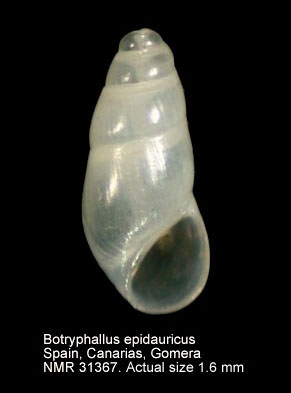 Botryphallus epidauricus.JPG - Botryphallus epidauricus(Brusina,1866)